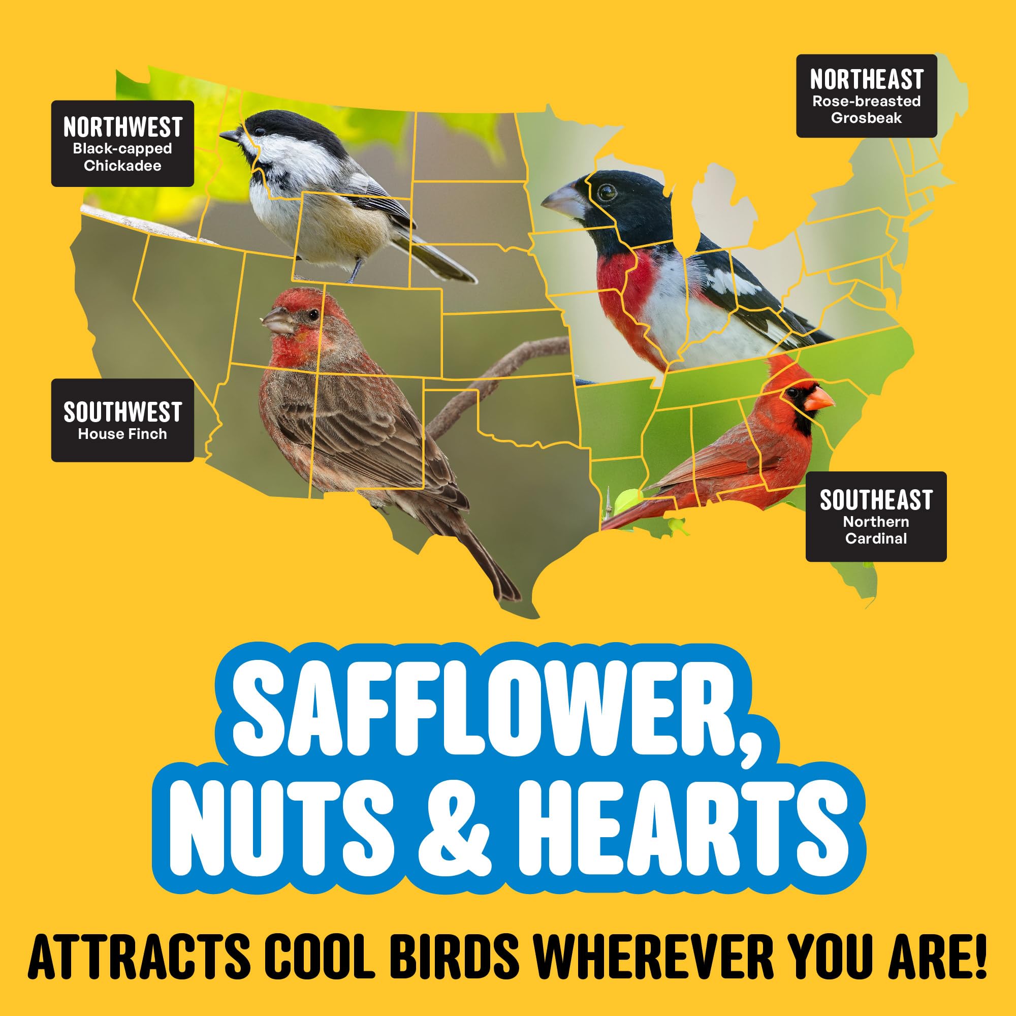 Colorful backyard birds visit Cool Birds seed blend for season-long feeding