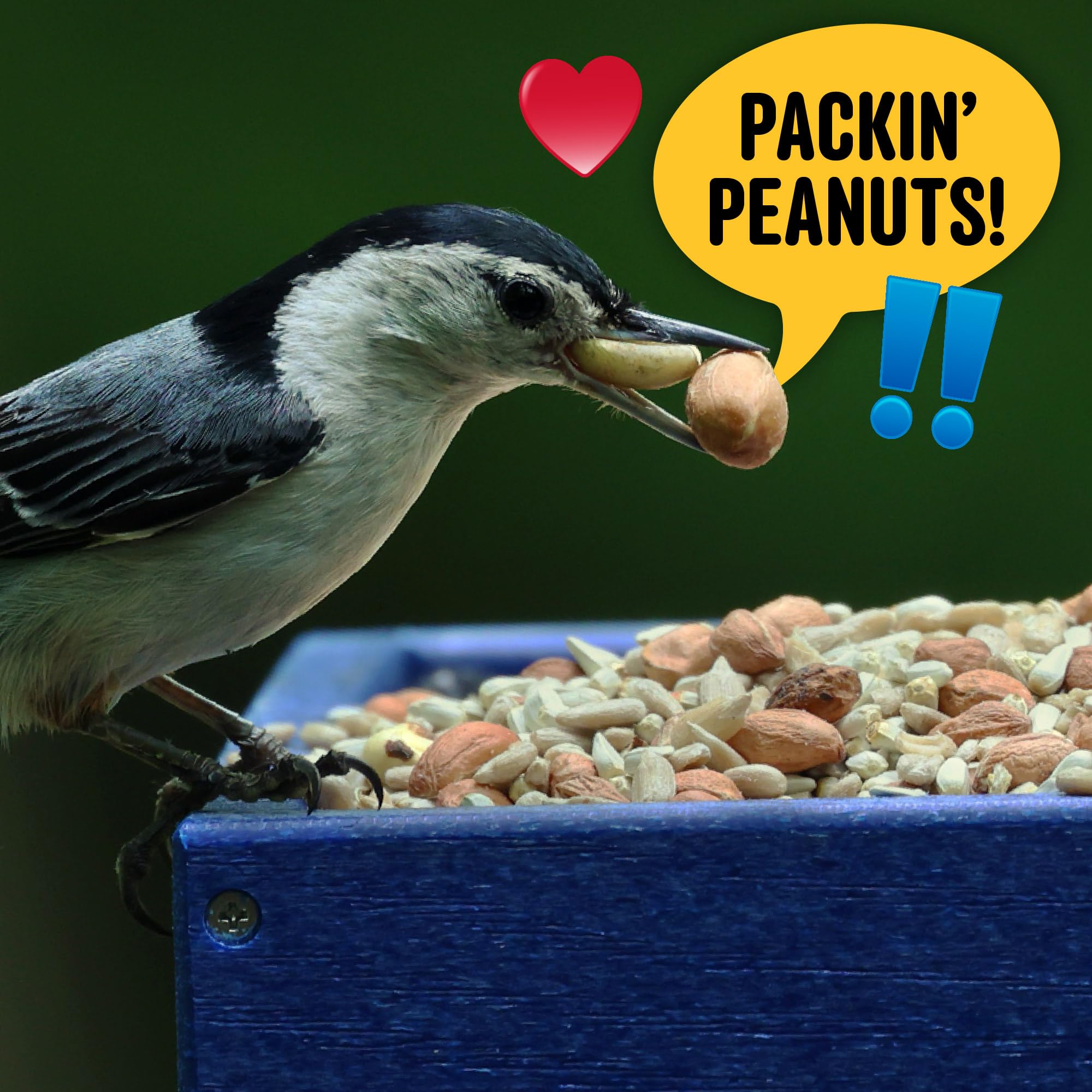 Grosbeaks nibbling Cool Birds mix rich in safflower and sunflower hearts