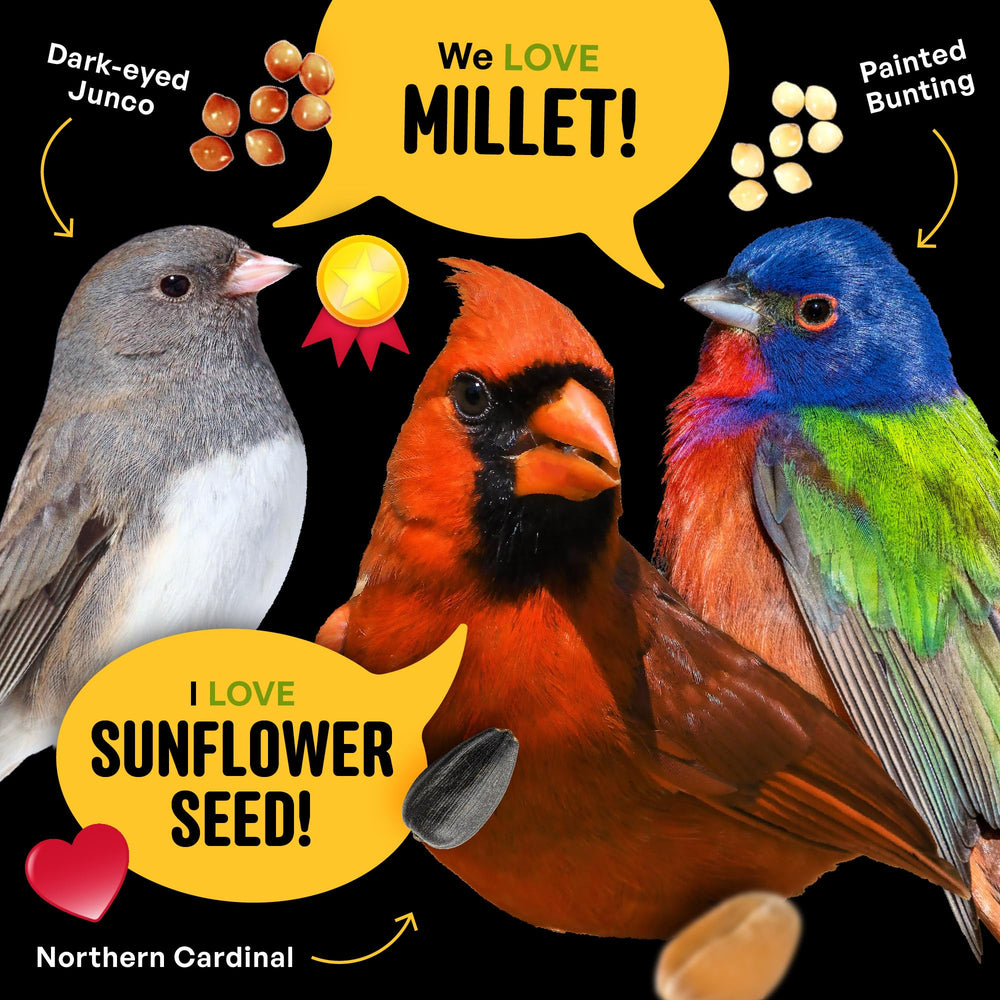 COOL BIRDS All Birds Blend tray feeder setup for easy refills