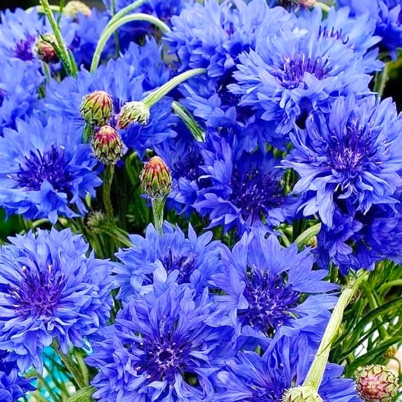Cornflower seeds border-plants bring cottage charm while attracting pollinators.