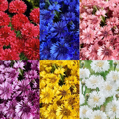 Cornflower seeds cutting-flowers showcase long stems ideal for bouquets.