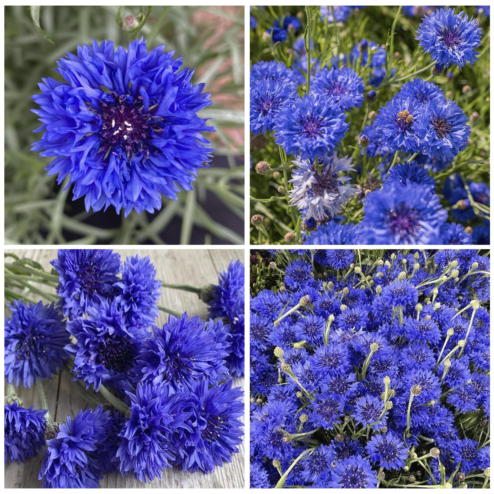 Cornflower seeds drainage-moisture need moderate moisture until established.