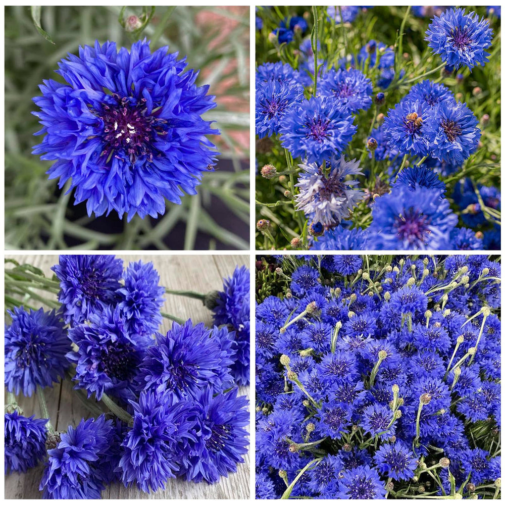 Cornflower seeds drainage-moisture need moderate moisture until established.