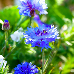 Cornflower Seeds for Planting all-zones annuals for reliable color anywhere