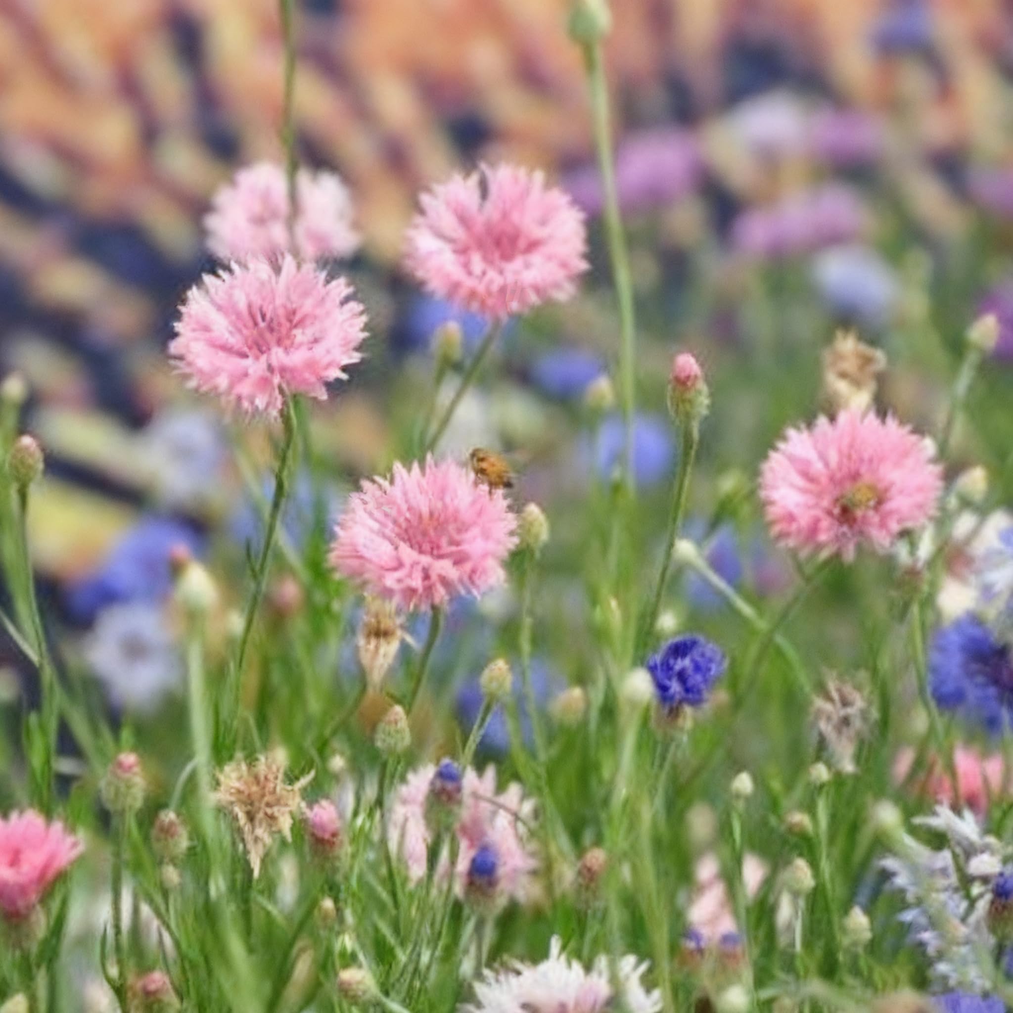 Cornflower Seeds for Planting pollinator gardens, supporting bees and butterflies
