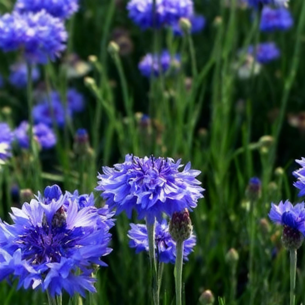 Cornflower Seeds for Planting spring-to-summer bloom that brightens beds