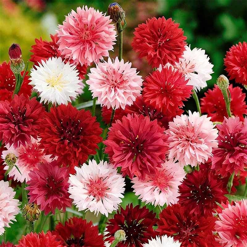 Cornflower seeds full-sun-growth thrive in well-drained soil for best blooms.