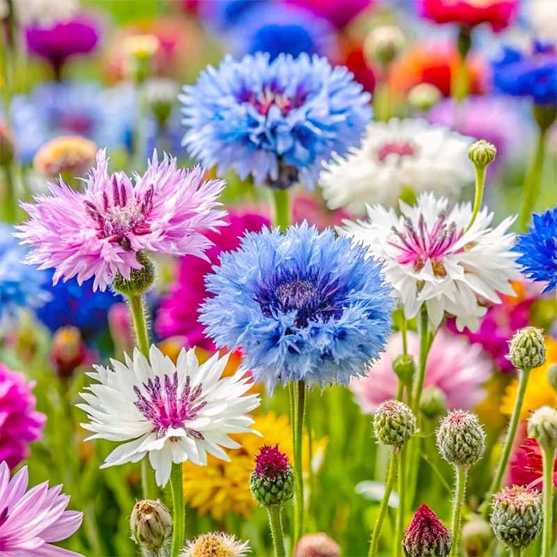 Cornflower seeds plant-spacing promotes air circulation and healthy flowering.