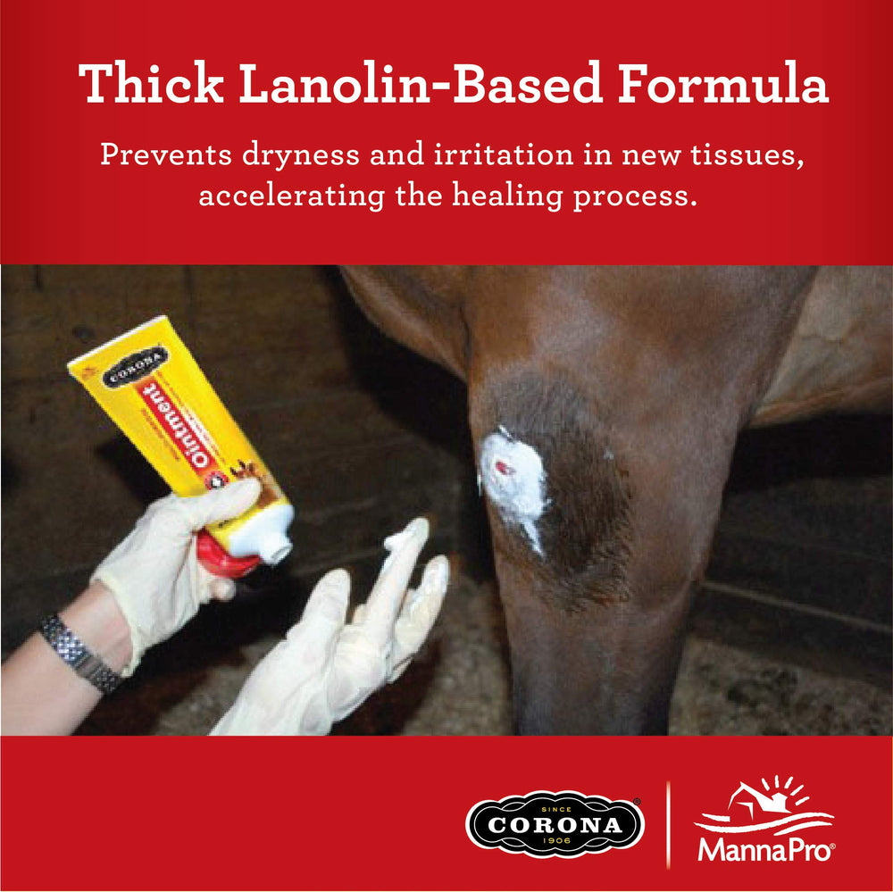 A horse-care scene showing Corona Ointment in use for soothing skin