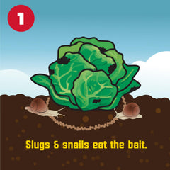 Corry's slug-snail killer application spread shows even coverage for turf and garden beds