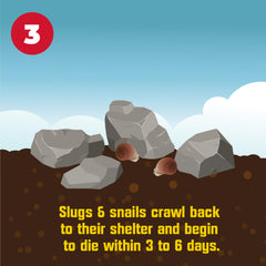 Corry's slug-snail killer on turf demonstrates effective pest control for lawns