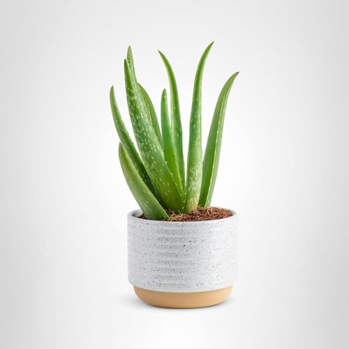 Gift-ready Aloe Vera plant ideal for birthdays or housewarmings