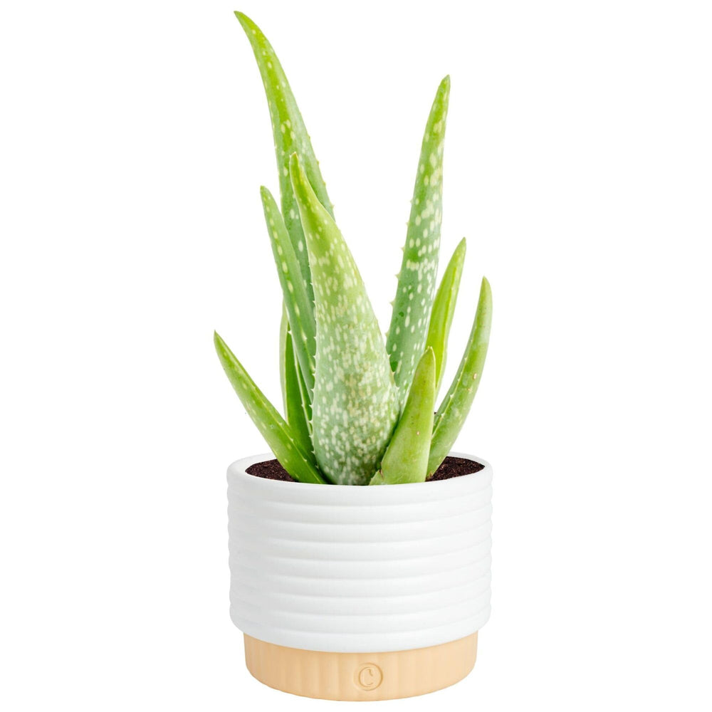 Costa Farms Aloe Vera live plant in decorative pot for stylish indoor decor