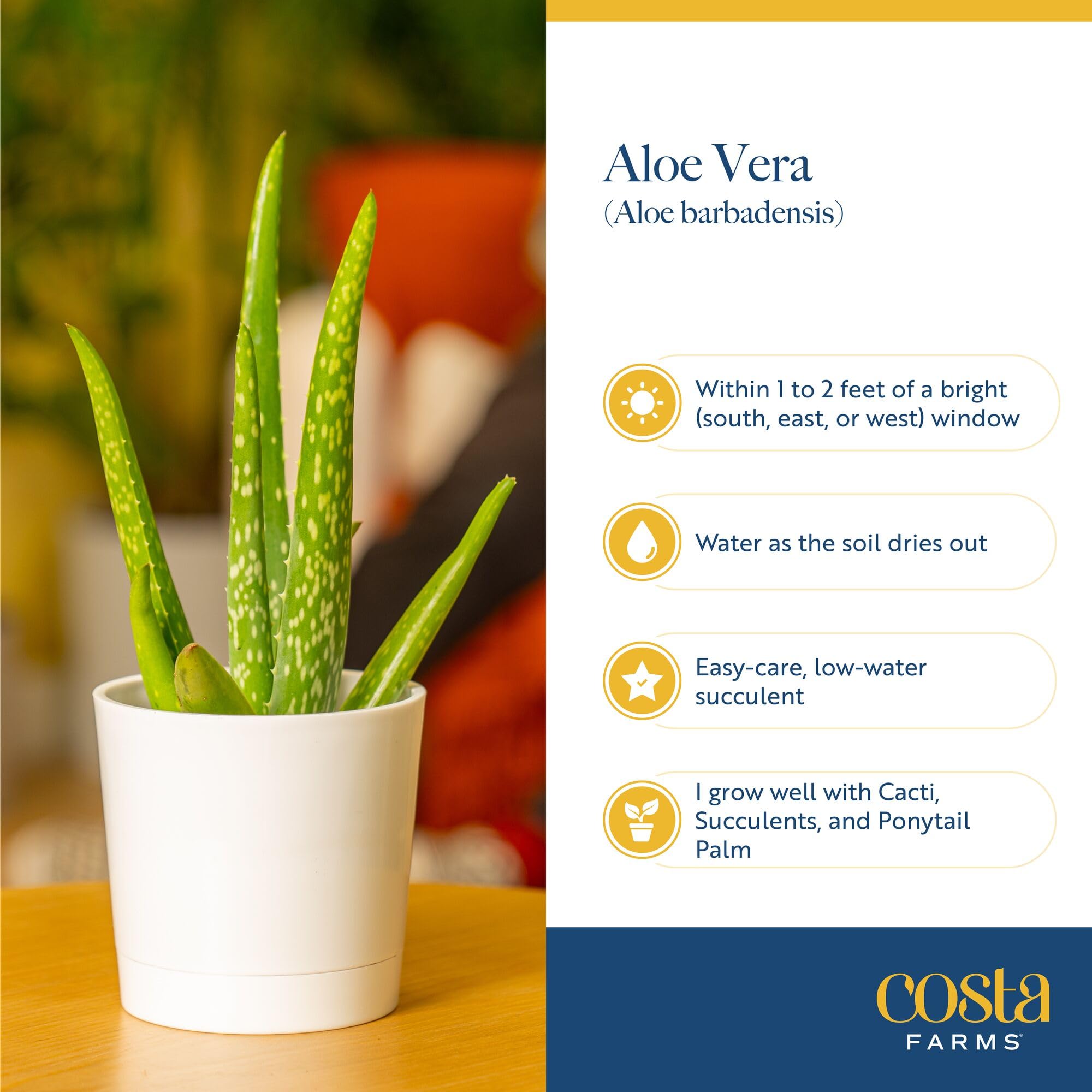 Office desk with Aloe Vera adding greenery and calm to workspace