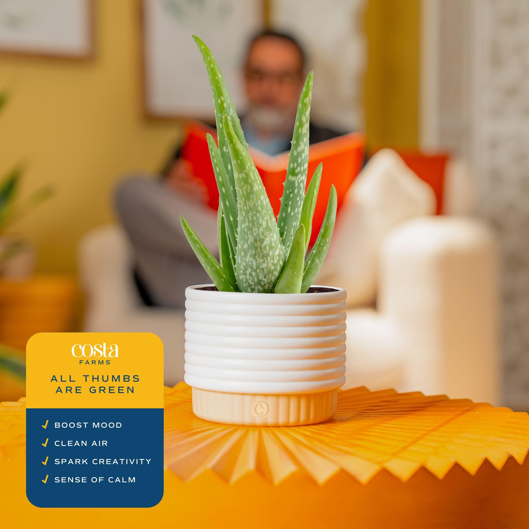 Fresh-from-farm packaging for Costa Farms Aloe Vera ready to display