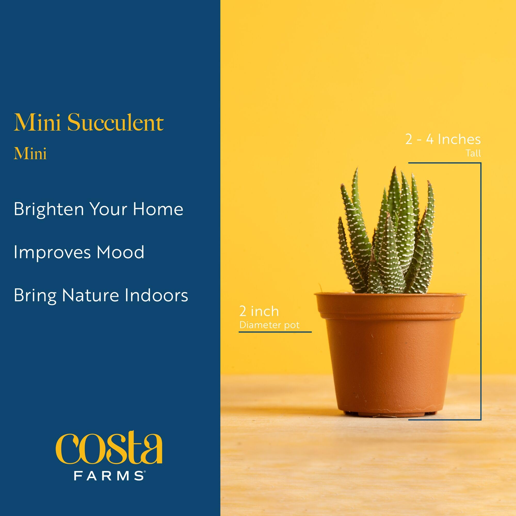 Costa Farms desk succulent display brings calm greenery to your space.