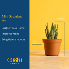 Costa Farms desk succulent display brings calm greenery to your space.