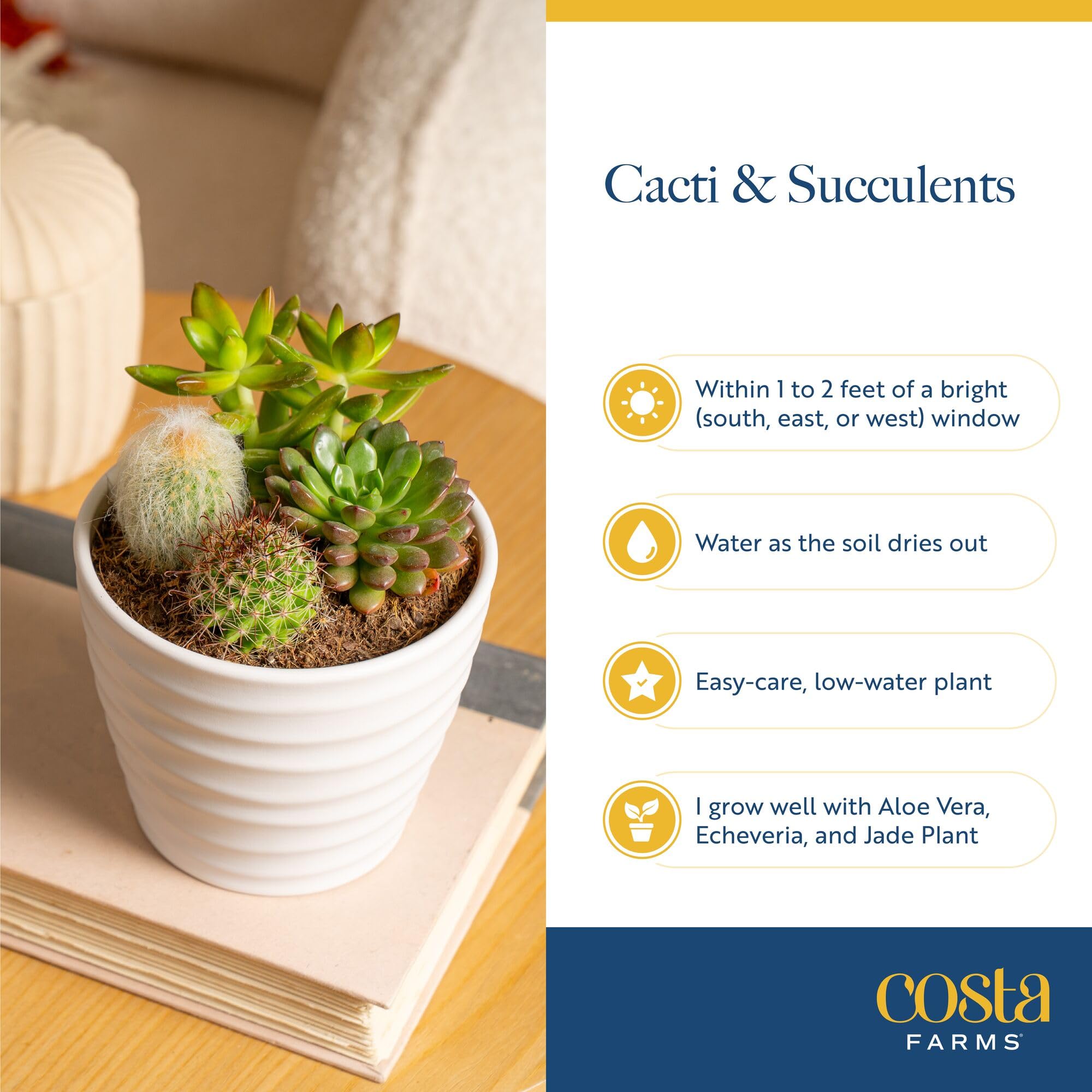 Costa Farms gift-ready succulents ideal for birthdays or housewarmings.