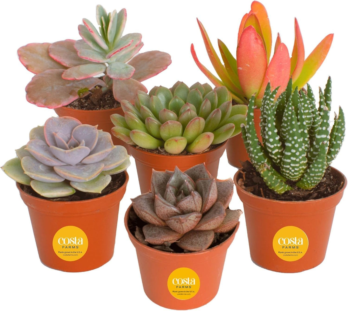 Costa Farms mini succulents in a six-pack brighten shelves and desks.