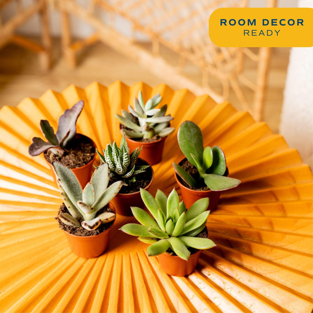 Costa Farms mixed Haworthia and Echeveria add color to home decor.