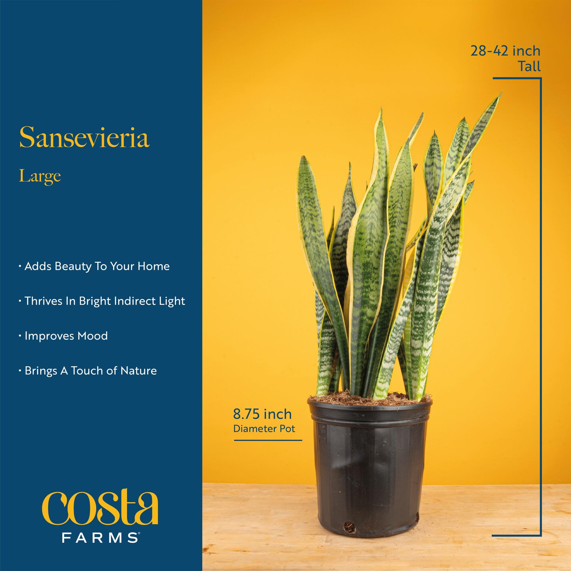 Costa Farms Snake Plant air purifying leaves bring fresher air to living spaces.