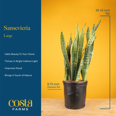 Costa Farms Snake Plant air purifying leaves bring fresher air to living spaces.