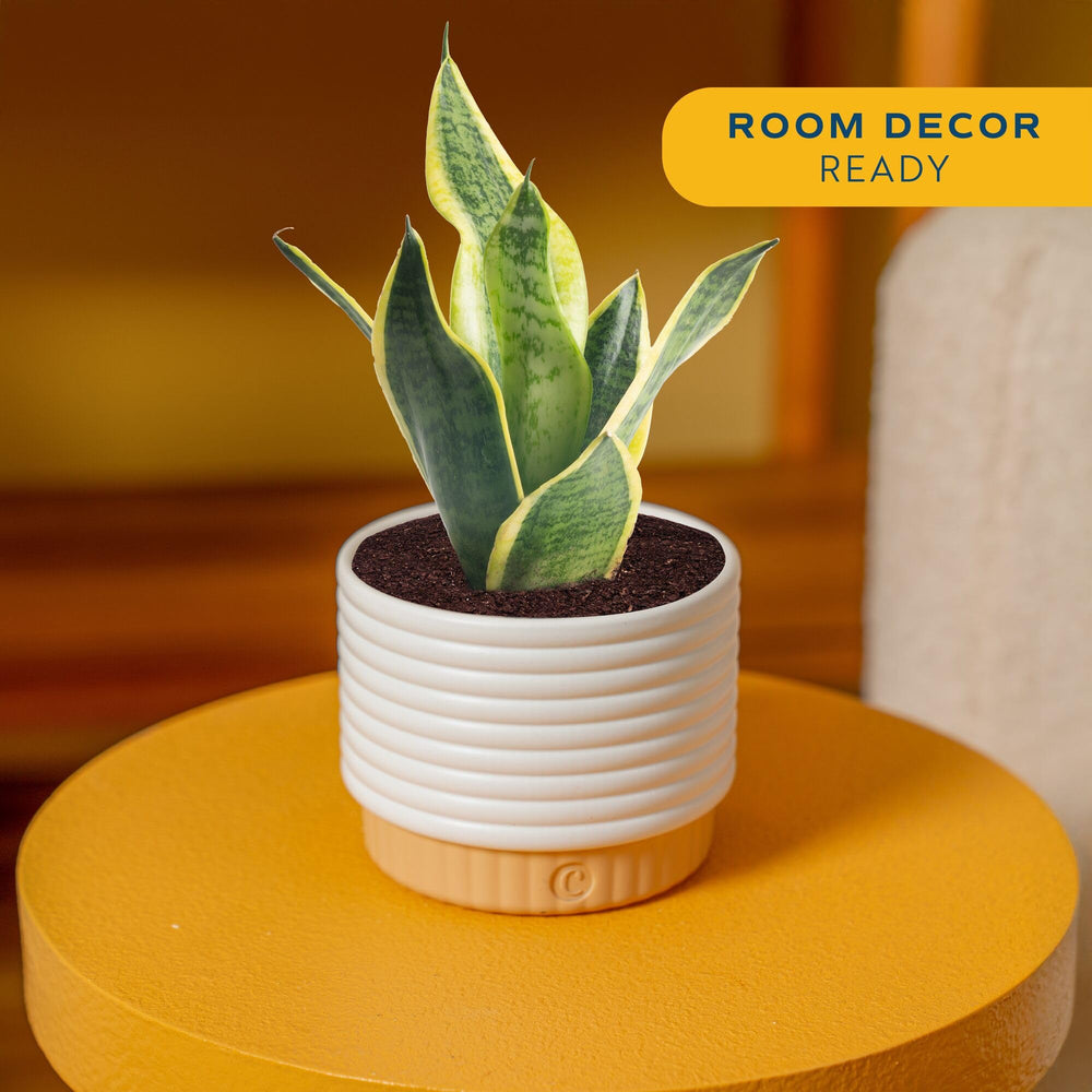 Costa Farms Snake Plant: architectural upright leaves for a modern office focal point.
