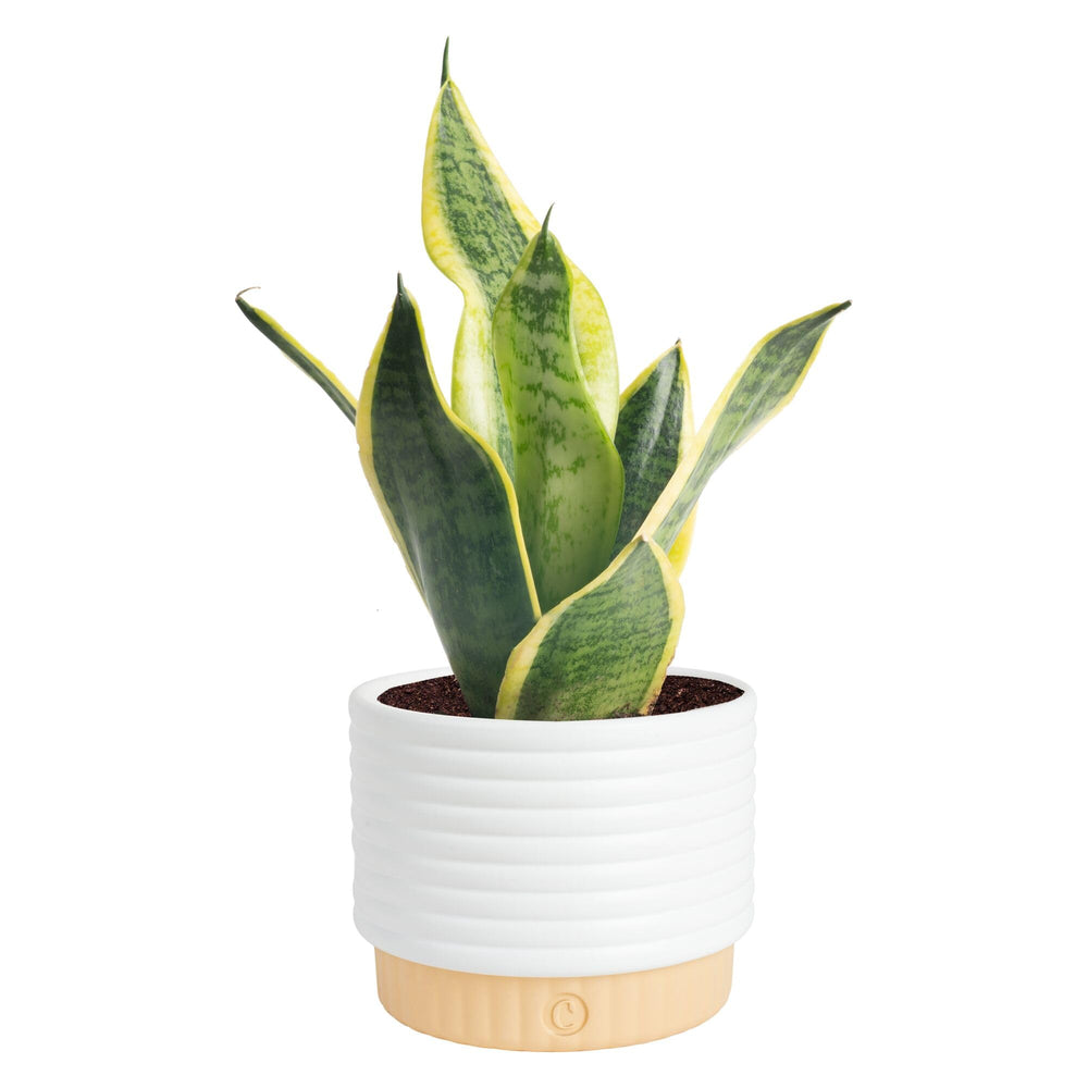 Costa Farms Snake Plant in decorative pot with upright, architectural leaves enhances living room décor.