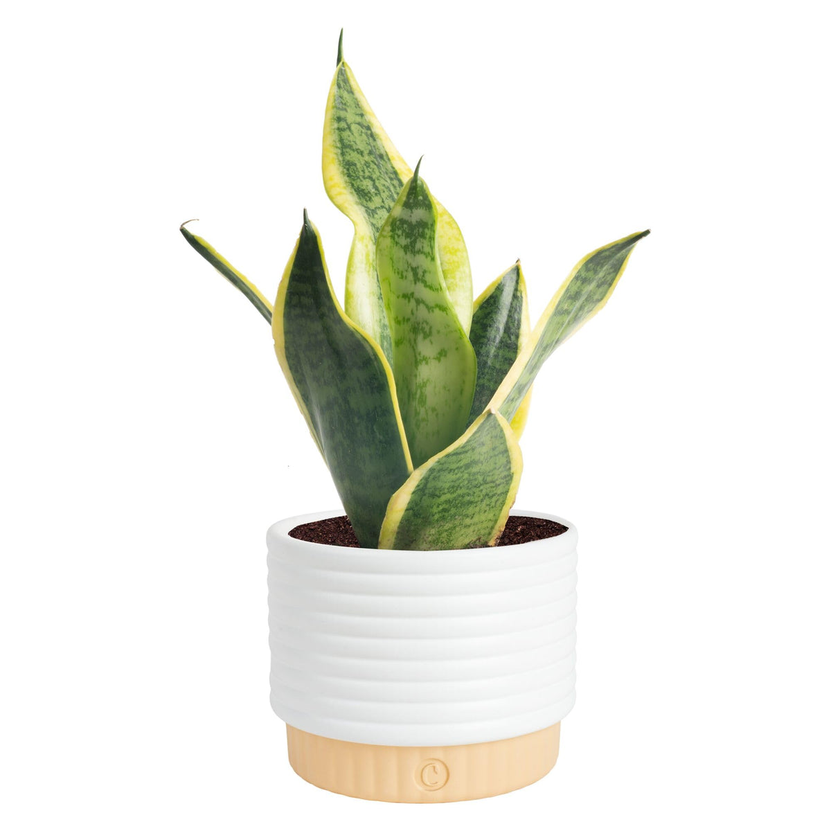 Costa Farms Snake Plant in decorative pot with upright, architectural leaves enhances living room décor.