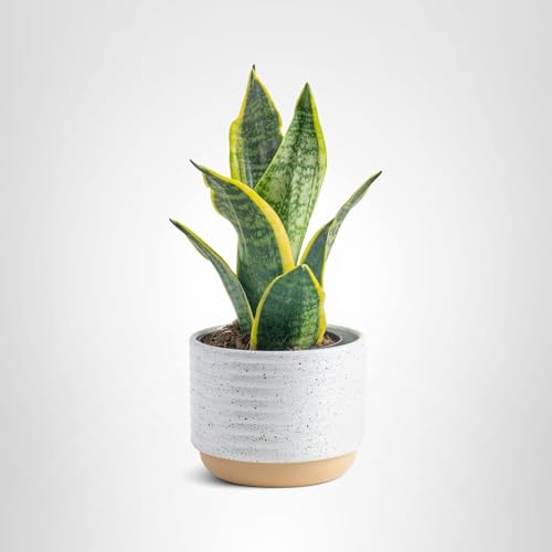 Ideal gift for birthdays or housewarmings from Costa Farms.