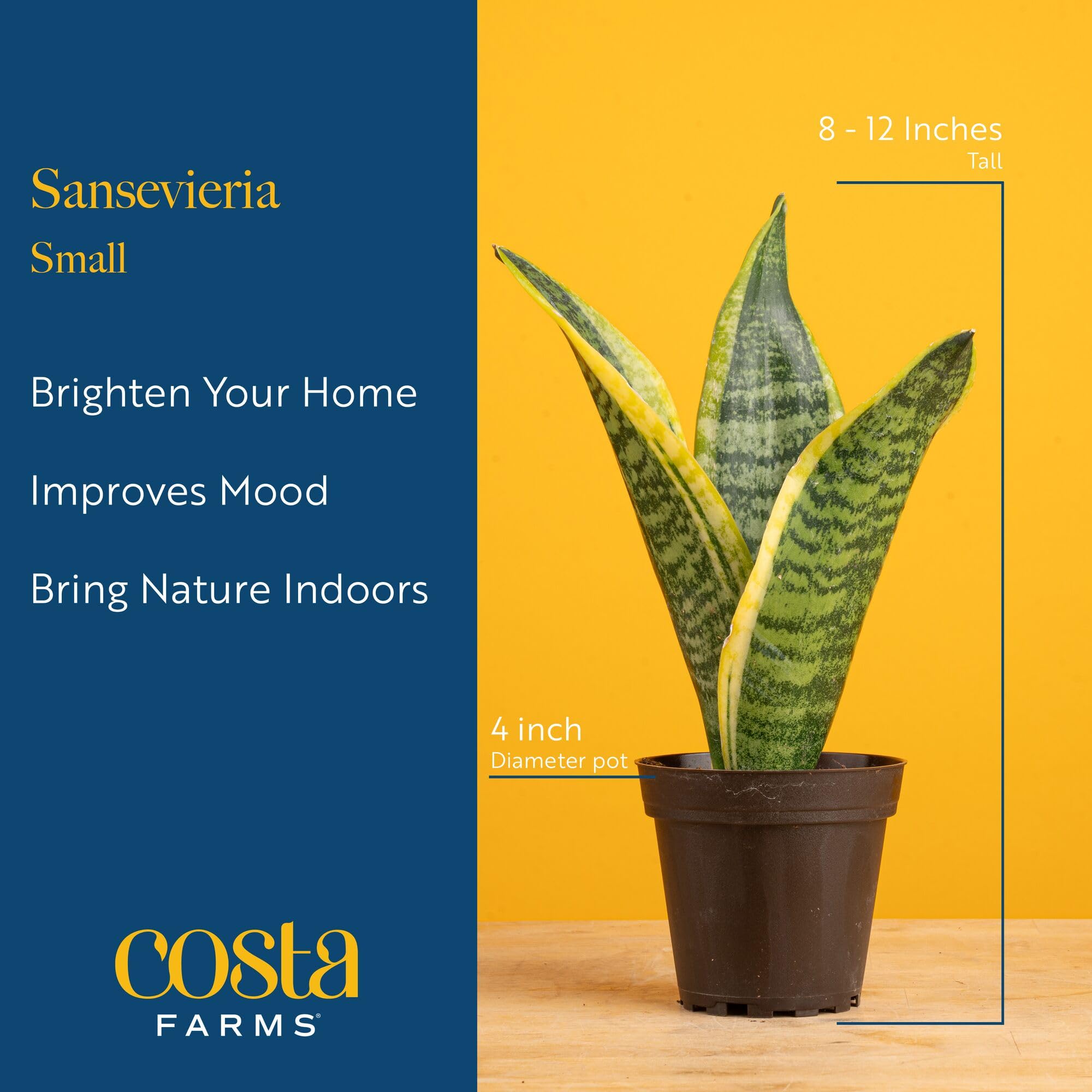 Snake Plant in decorative pot brings calm to a hallway or room.
