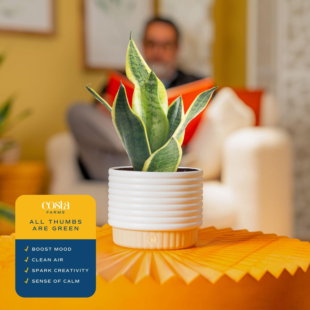 Compact Costa Farms Snake Plant fits small desks and bathrooms.
