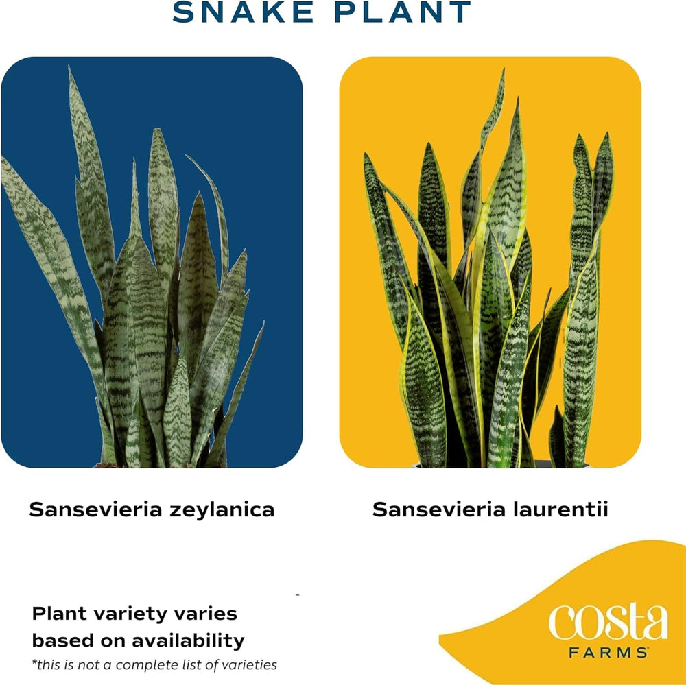 Costa Farms snake plant showcases sturdy, low-maintenance foliage.