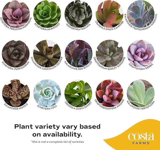 Costa Farms succulent in a black 2-inch pot ready for display.