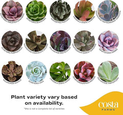 Costa Farms succulent in a black 2-inch pot ready for display.