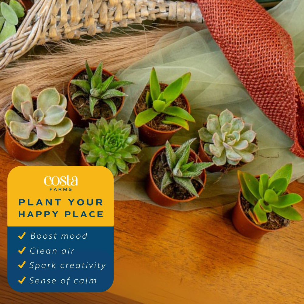Costa Farms bright-light succulents thrive in sunny home corners.