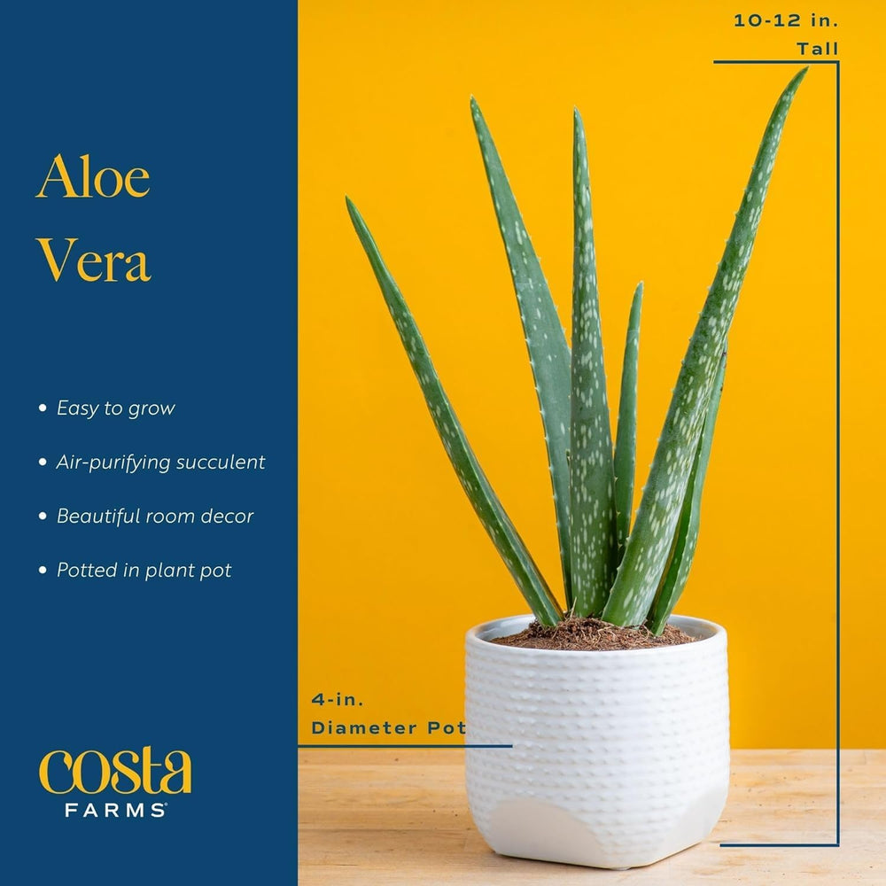 Two-tone decorative pot featuring Aloe Vera for modern home decor