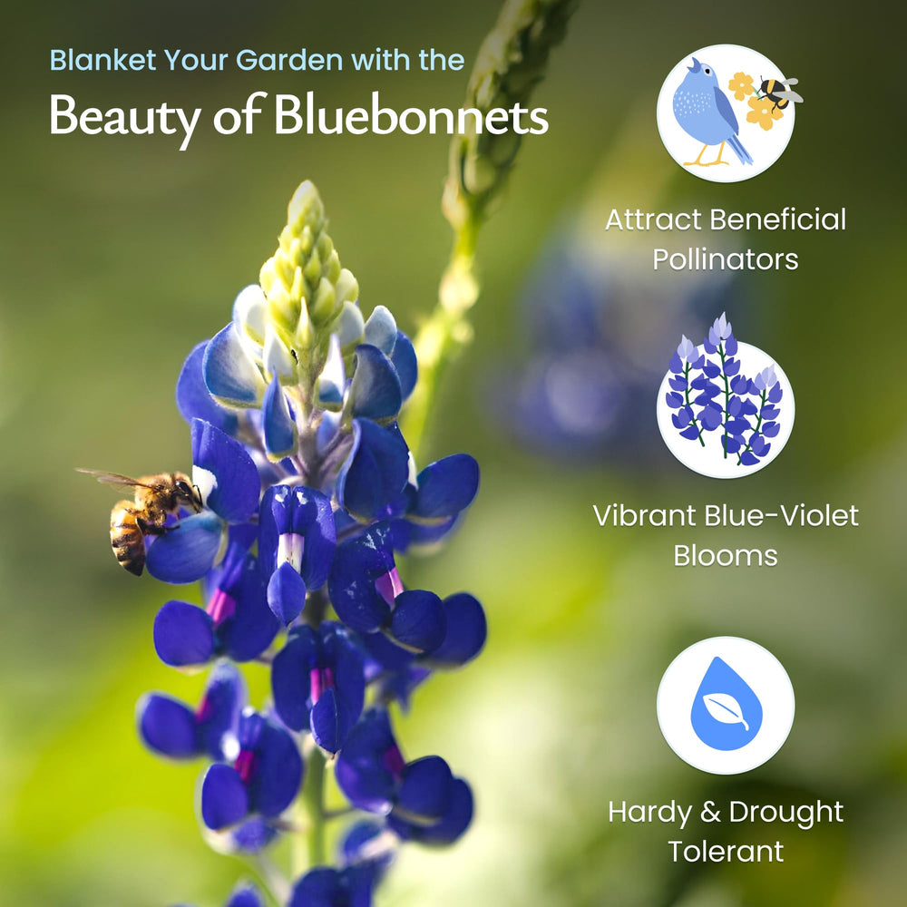 Created By Nature bluebonnets thrive in full sun for vibrant blooms.