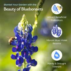 Created By Nature bluebonnets thrive in full sun for vibrant blooms.