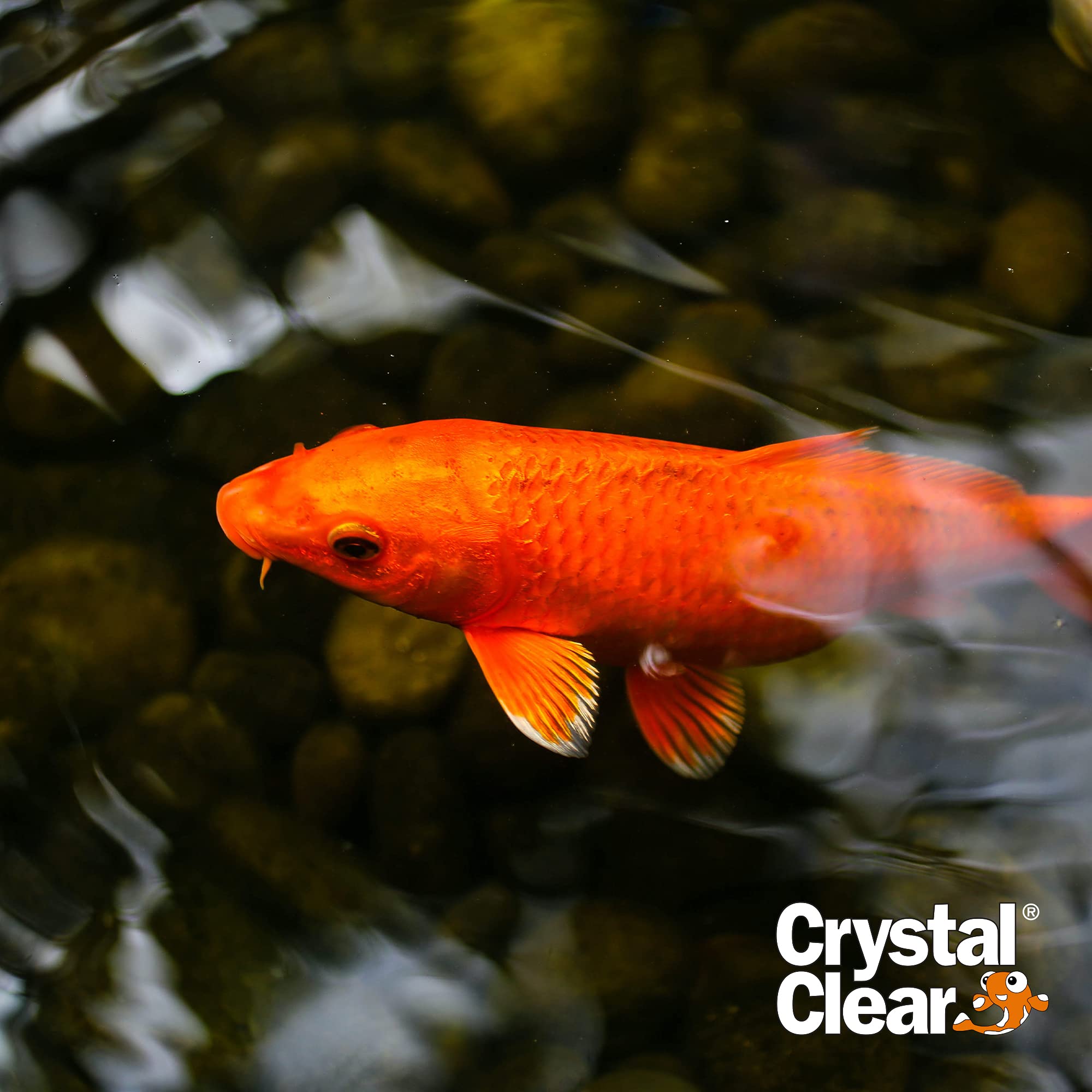 CrystalClear Algae D-Solv koi pond scene showing clearer water