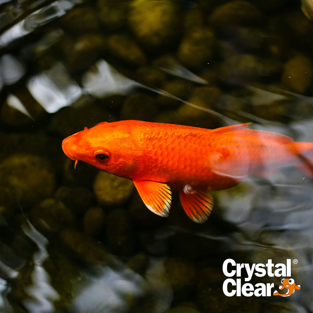 CrystalClear Algae D-Solv koi pond scene showing clearer water