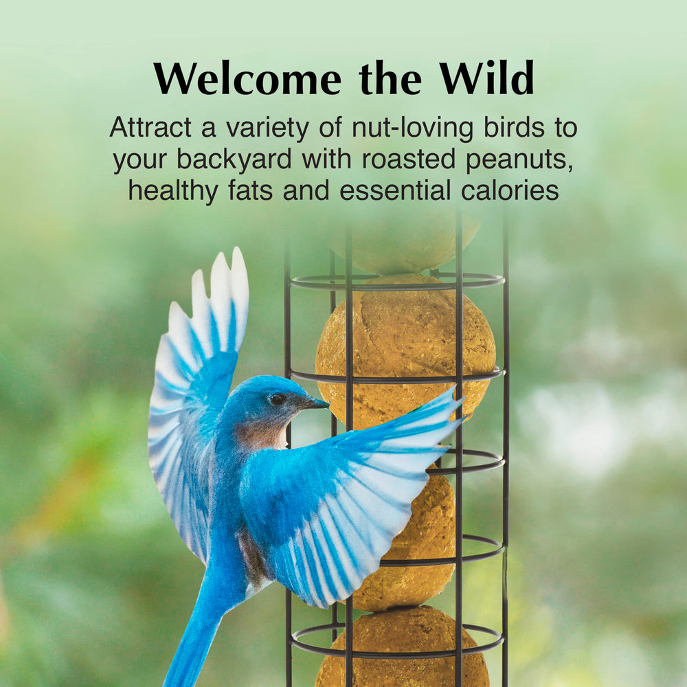 C&S Peanut Delight at feeder attracts nut-loving birds