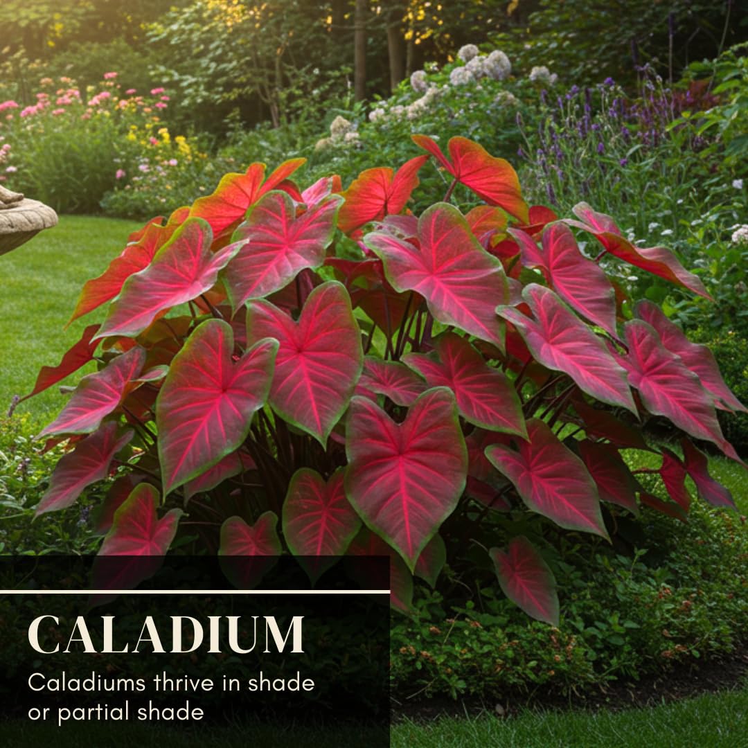 Colorful caladium leaves enhance shaded garden areas with dramatic contrast.