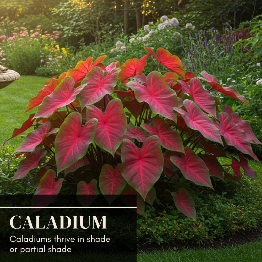 CZ Grain Crimson Sky caladium leaves with large heart-shaped foliage indoors.