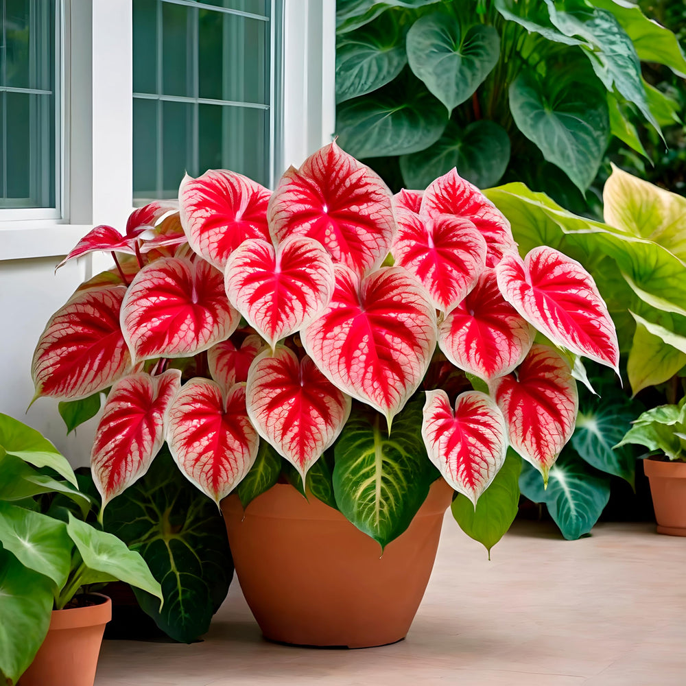 CZ Grain Crimson Sky caladium bulbs packaging ready for planting and display.
