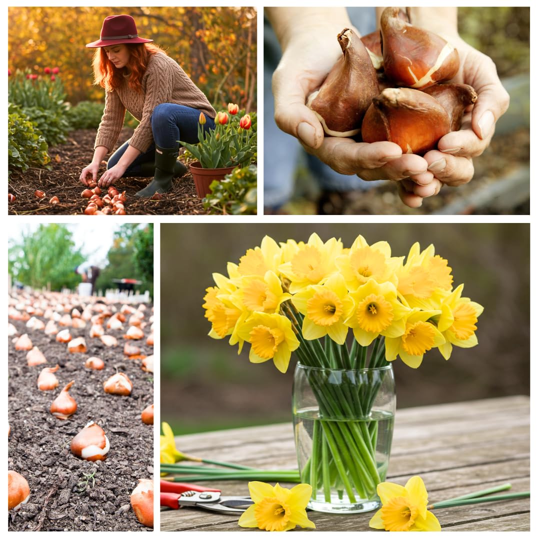 CZ Grain daffodil bulbs for landscaping lines, creating tidy color blocks.