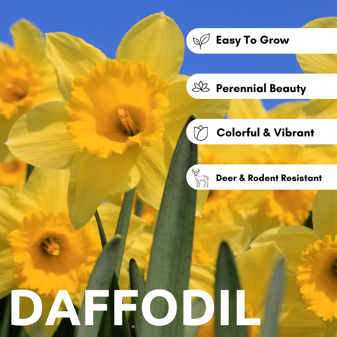CZ Grain mixed-color daffodil bulbs bloom for vibrant garden color and variety.