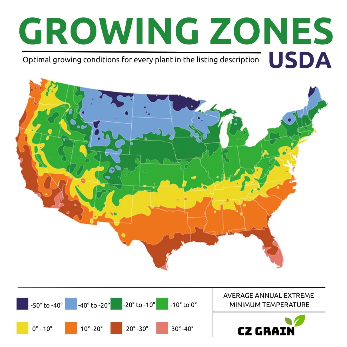CZ Grain easy-care bulbs sized 12-14 cm for simple planting.