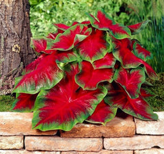 CZ Grain Florida Cardinal Caladium bulbs for vibrant foliage in sunny garden beds.