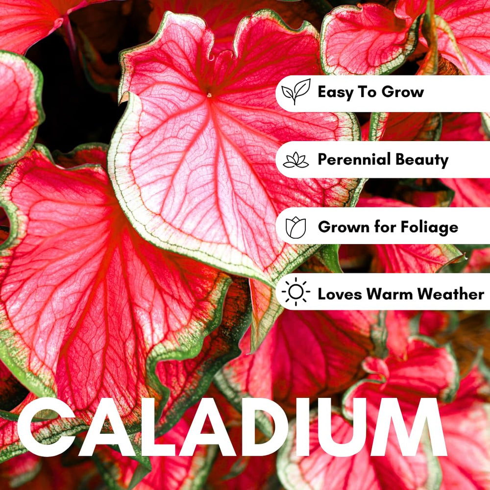CZ Grain heart-shaped elephant ears display bold color in containers and patios.
